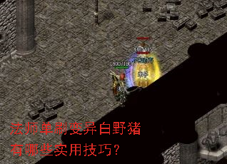 法师单刷变异白野猪有哪些实用技巧? 法师单刷变异白野猪有哪些实用技巧?